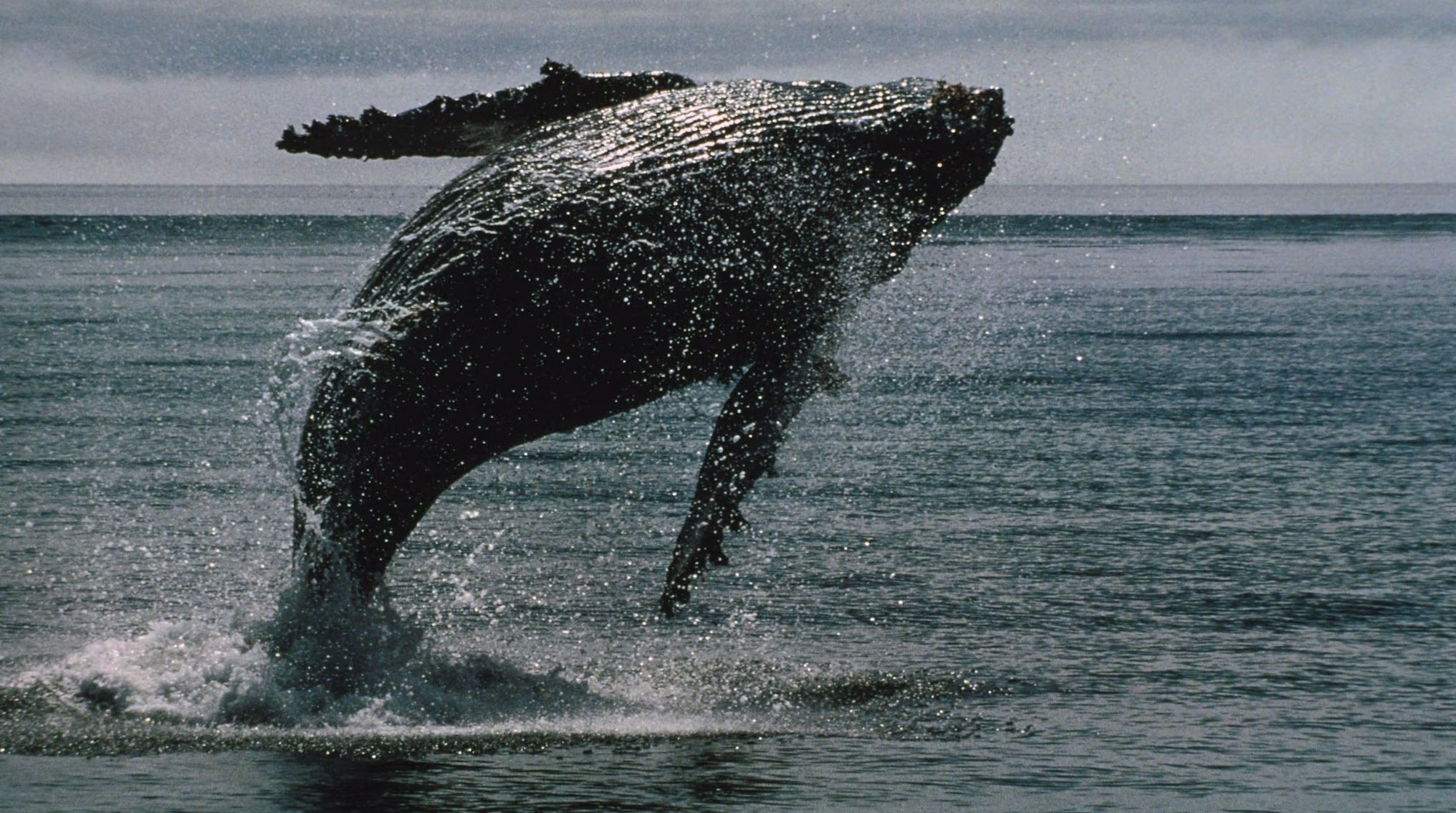 Một loạt ví Bitcoin thức giấc sau 14 năm ngủ đông, chuyển đi lượng BTC trị giá hơn 8,7 tỷ USD – gây chấn động thị trường rơi vào trạng thái cảnh giác cao độ.