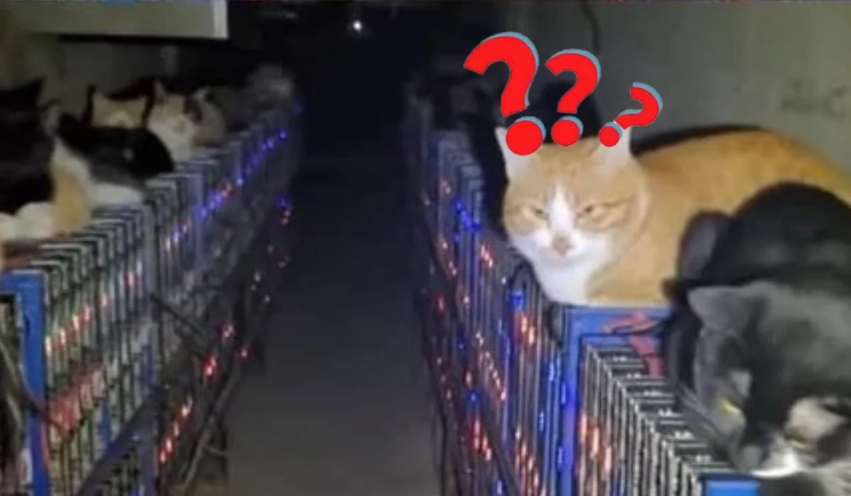 Khi thợ đào Bitcoin cũng phải bó tay với các "quàng thượng" blockhay