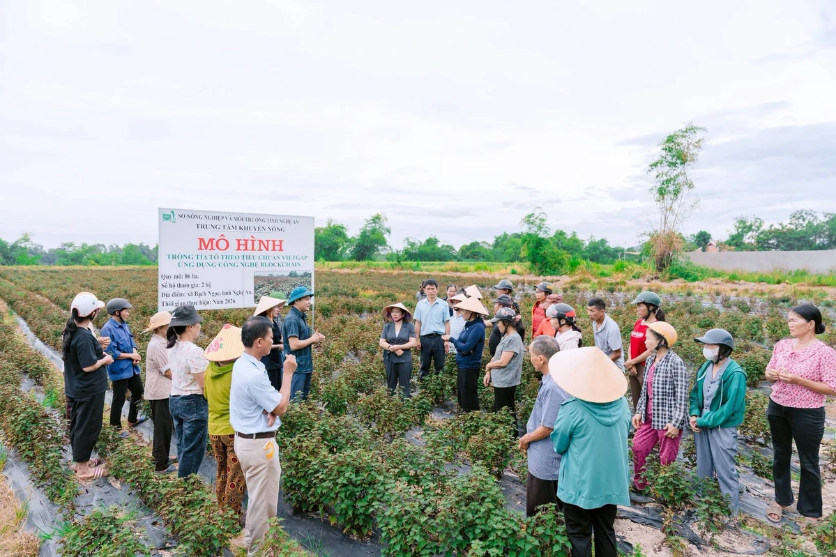 Nghệ-An-áp-dụng-công-nghệ-tía-tô